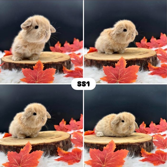 Kroliczek Mini Lop