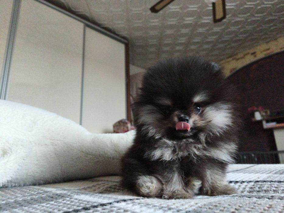 Szpic miniaturowy pomeranian
