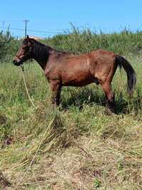 Vendo cavalo muito manso