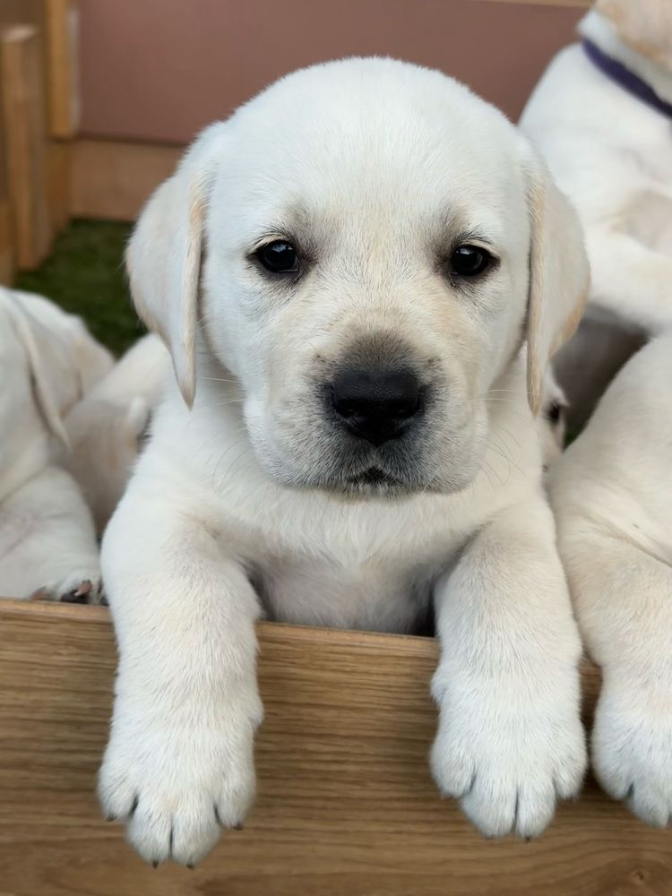 Szczeniak Labrador Retriever GOTOWY DO ODBIORU