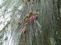 (40xUn.) Coastal She Oak - Casuarina -  (Casuarina equisetifolia)