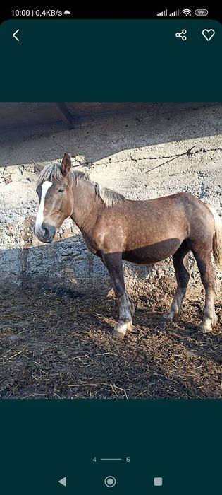 Sprzedam klacz sztumska