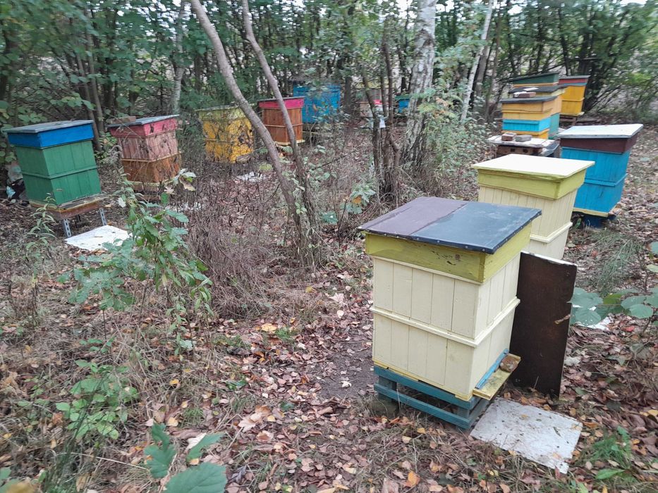 Ule wielkopolskie z rodzinami pszczelimi - dokarmione na zimę