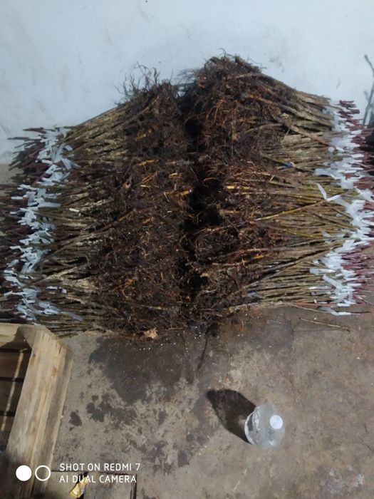 Окуліровка.Саджанці.Сажинці.Прививка.Під замовлення