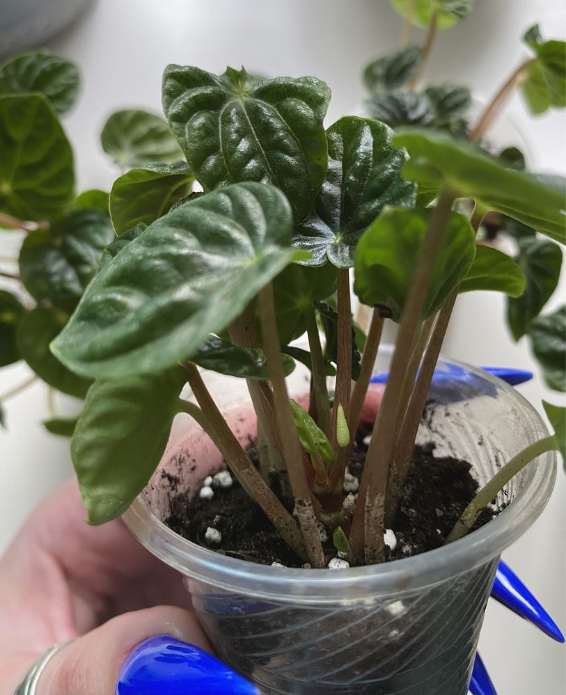 Пеперомія Ліліан | Peperomia Lilian