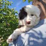 Bursztynek Border Collie ZkwP FCI