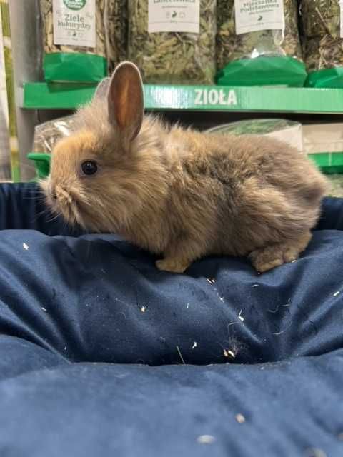 królik sklep zoologiczny GRUBY KOCUR rzeszów