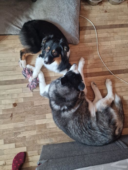 Домашня перетримка собак у Києві, dog sitter