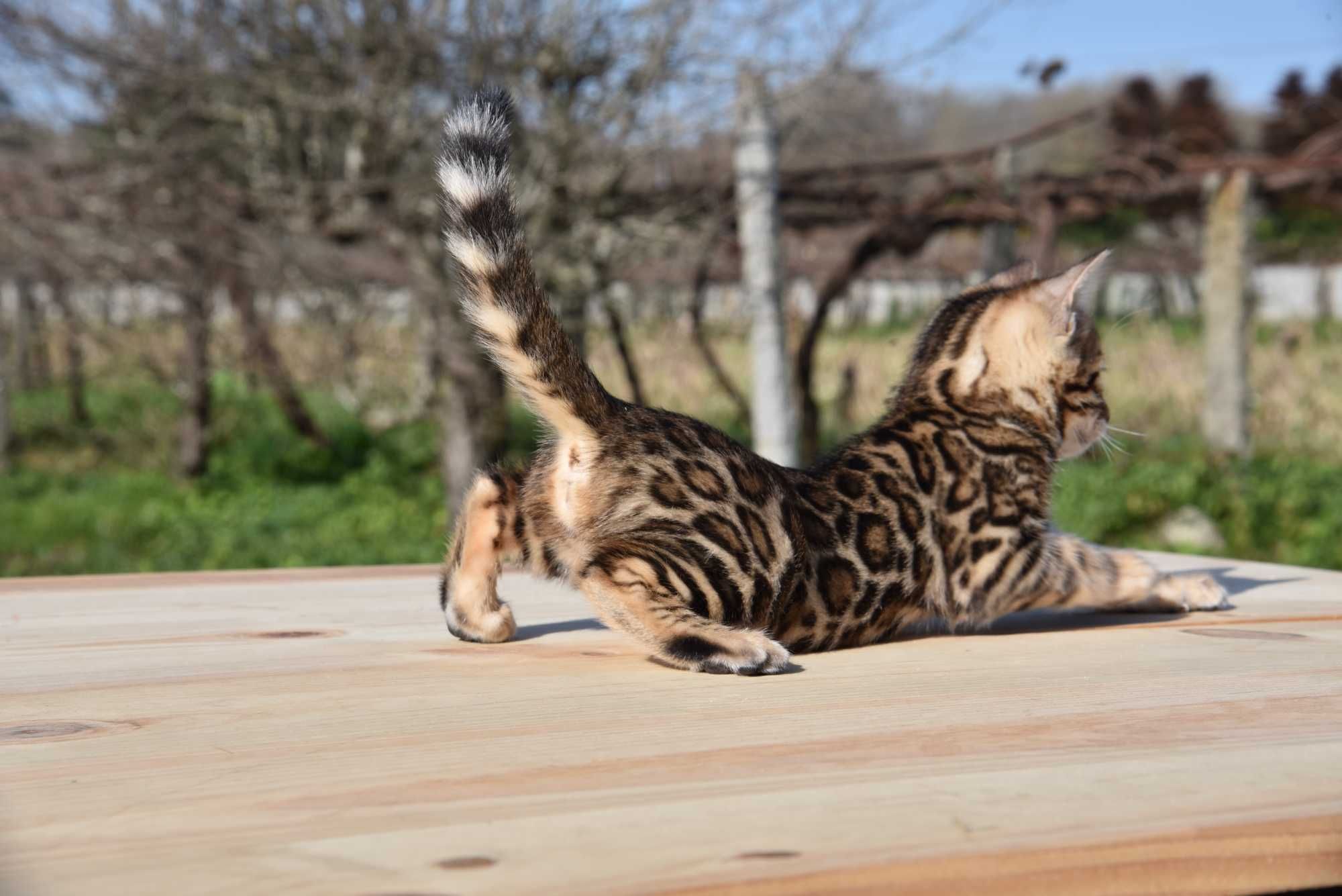 Gatinho Bengal d’Arques