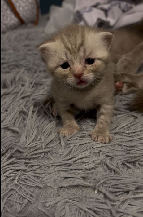 Неймовірно милі шотландські кошенята шукають свої люблячі родини