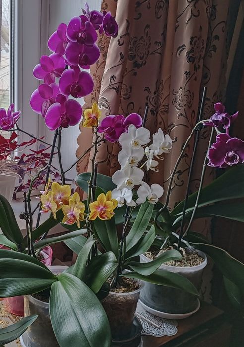 Продам  орхідею фаленопсіс