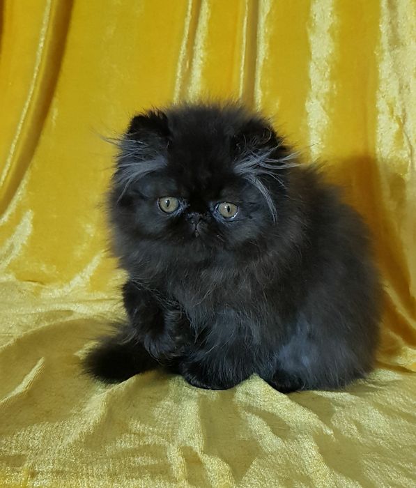 Персидские котята