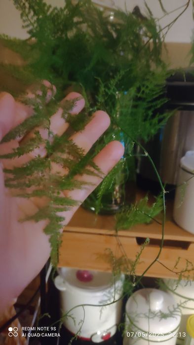 Espargos plumosos para arranjos florais