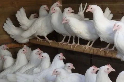 Куры несушки молодые куры белые куры кури несучки кури несучки молоді