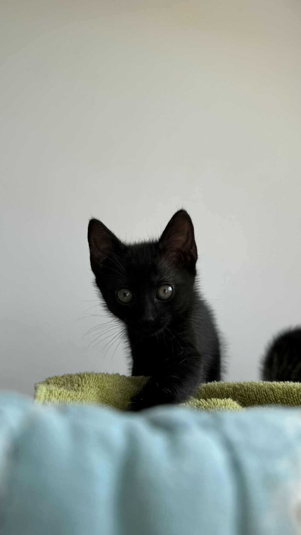Kotki szukają domu tymczasowego lub stałego małe kocięta do adopcji