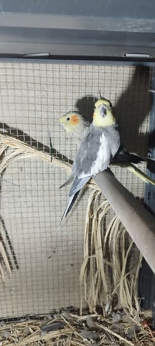 Casal de caturras e mandarins