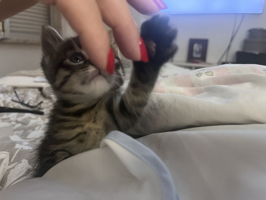 Dois gatinhos para dar