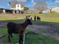 Vendo cabras/ borregas