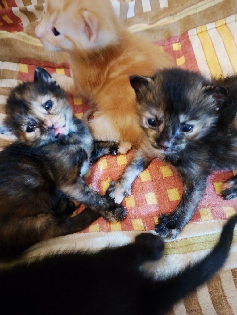 Gatinhos com um mes para doar