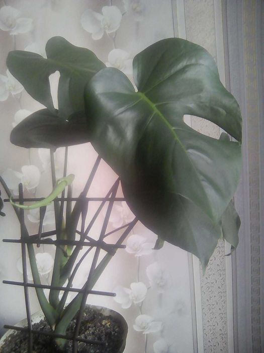 Продам монстеру.