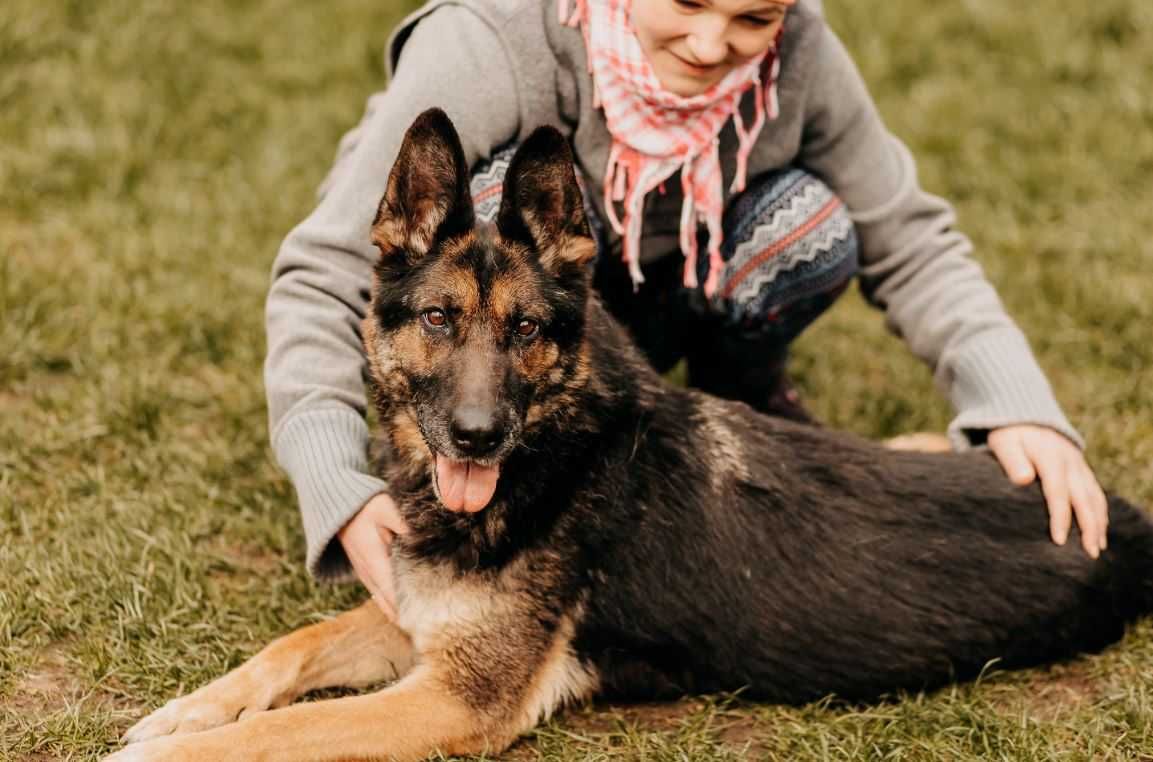 Owczarek w schronisku!!! Nikt jej nie szukał... Nikt o nią nie pytał..