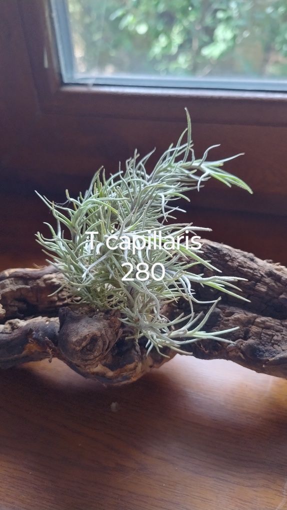 Тілландсія caerulea