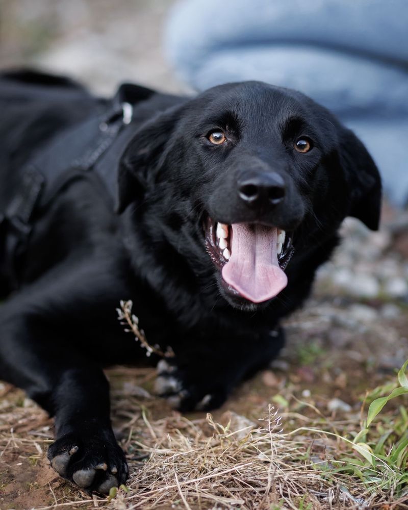 Szczeniak do adopcji za darmo