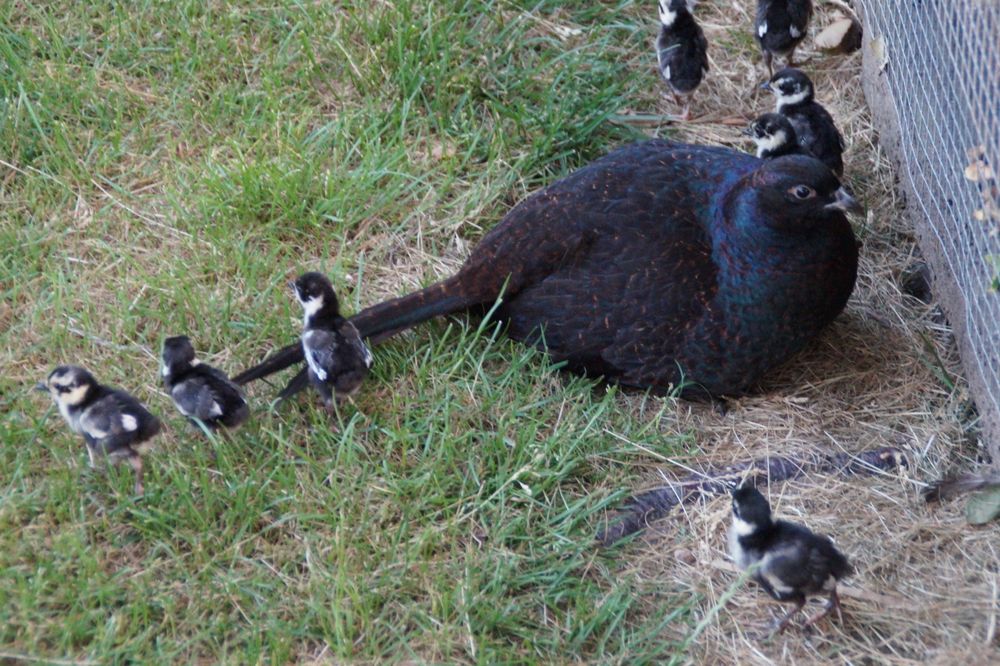 Bażanty melanistyczne