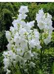 Колокольчик персиколистный Альба Рersicifolia Alba