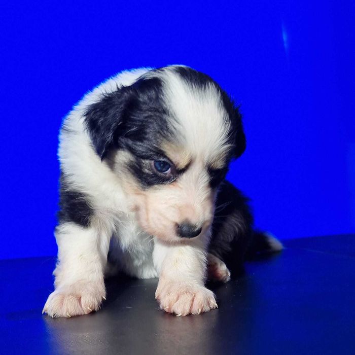 Border collie tricolor dziewczynka