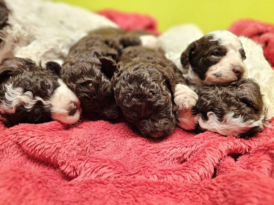 Lagotto Romagnolo FCI – biało-brązowa piesek z miotu FAIRY, Trufflove