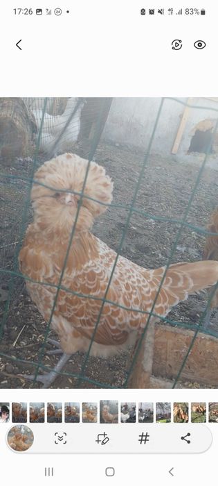 Інкубаційні яйця падуан шамуа