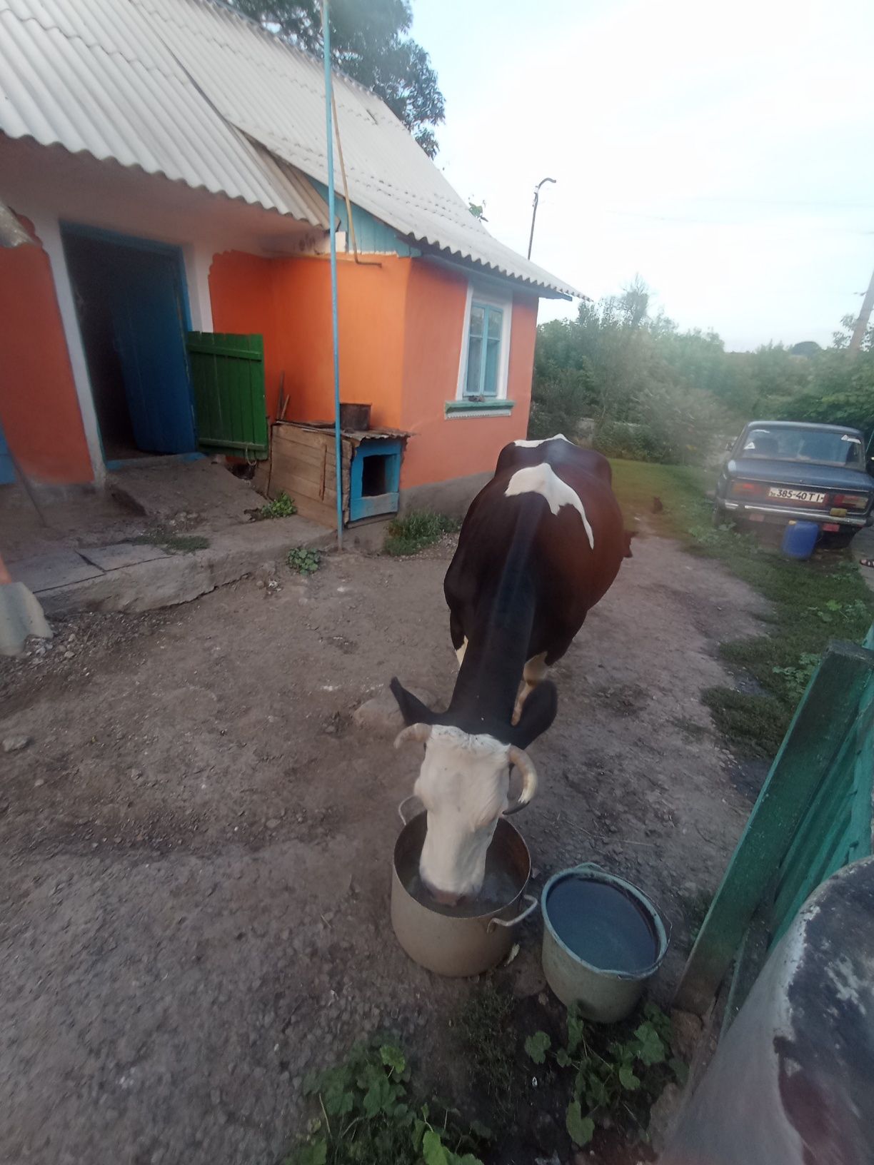 Продам тільну корову всі деталі по телефону