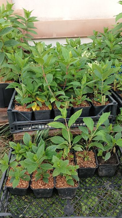 Гортензія волотиста