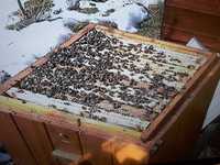 Odkłady  pszczele