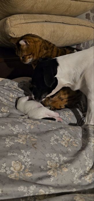 Щенки джек рассела парсон терьер