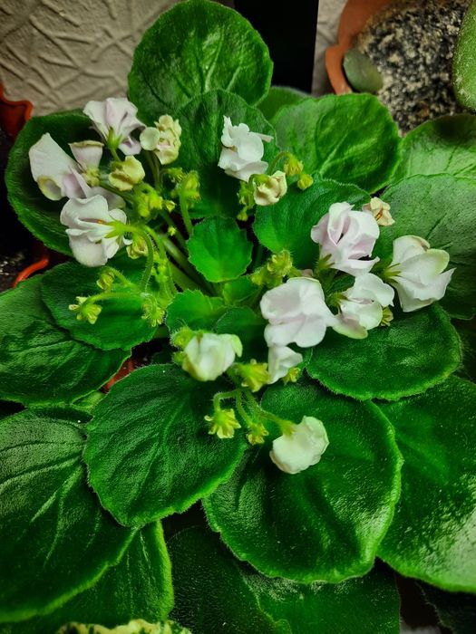 Продам фіалки сортові