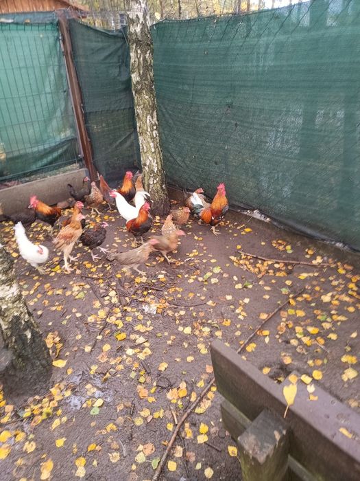 Koguty koguciki karzełka polskiego  liliputa polskiego