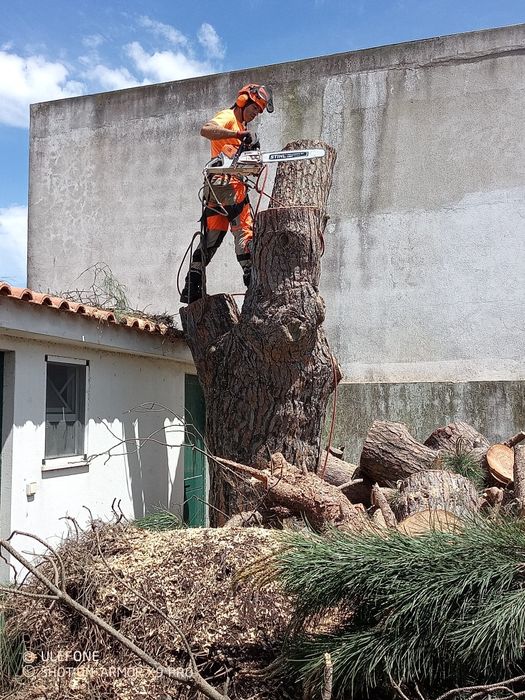 Abate e poda da árvores de grande porte