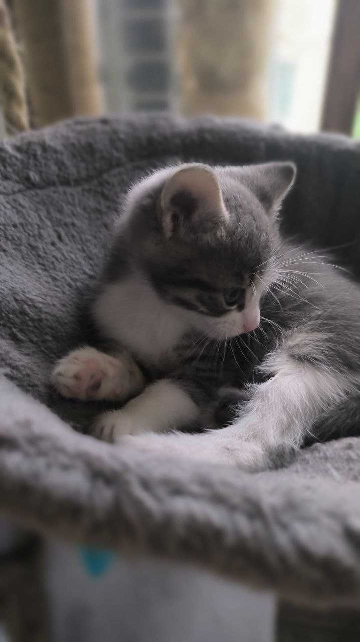 Кошеня хлопчик 1,5 місяці