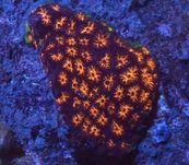Leptastrea Orange Brown duza szczepka  FLUOLAMPS.PL WYSYŁKI