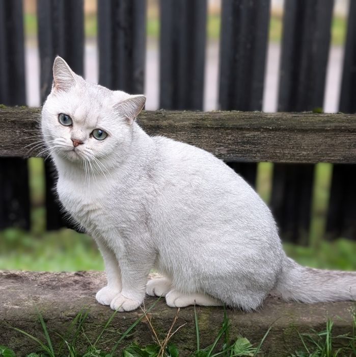 В'язка шотландський котик