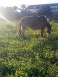 Vendo mulo manso