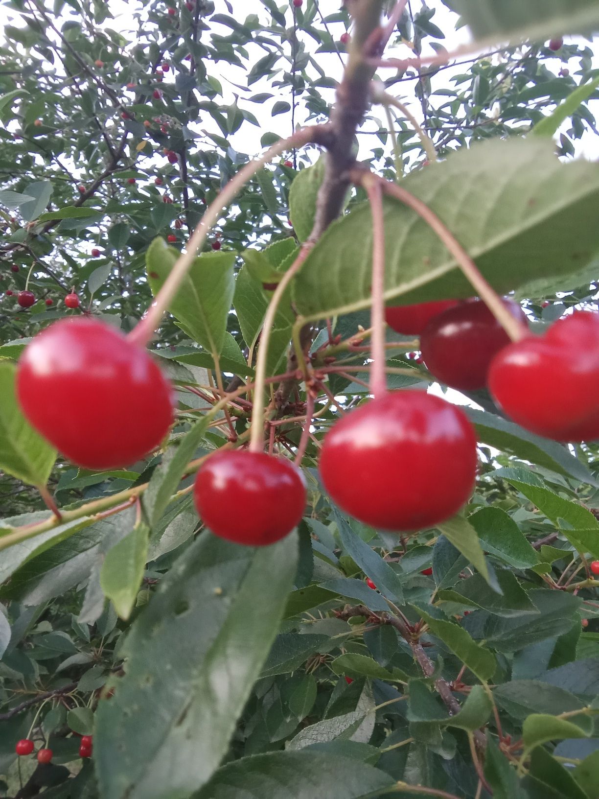 Продам вишню.Вінницька обл.Літинський р-н 50грив.кілограм.