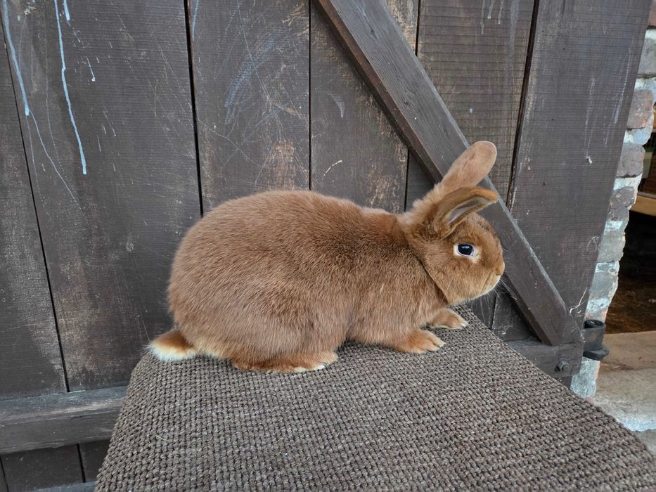 Sprzedam młode nowozelandzkie czerwone