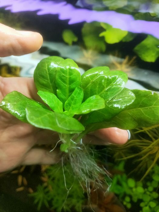 Roślina akwariowa Samolus valerandi z korzeniami