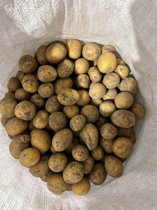 Дрібна картопля в мішках