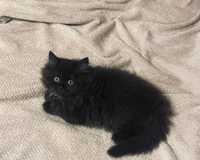 Kot brytyjski kotka Cleo długowłosa czarna