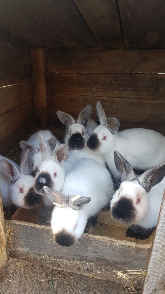 Kalifornijski Czarny Samce SAMICZKI