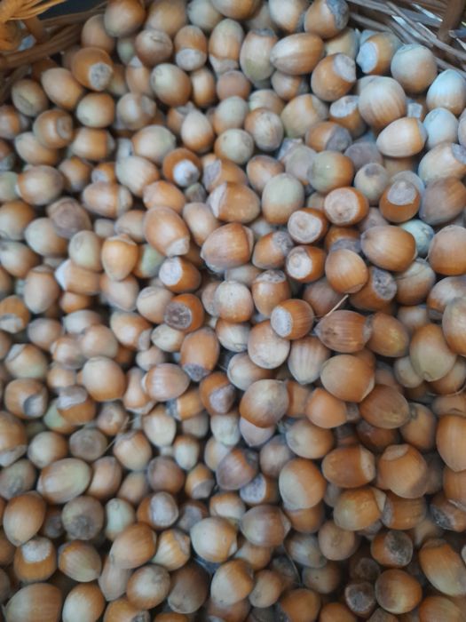 Orzechy laskowe zbiór 2025r